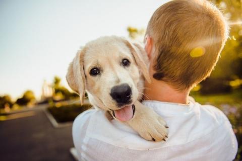 Happy Dog