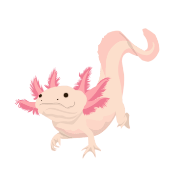 Axolotl